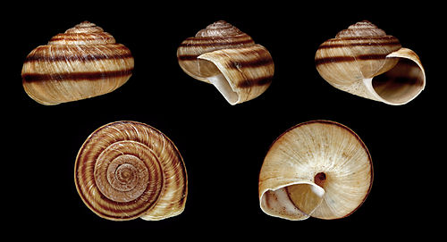 Actinella giramica